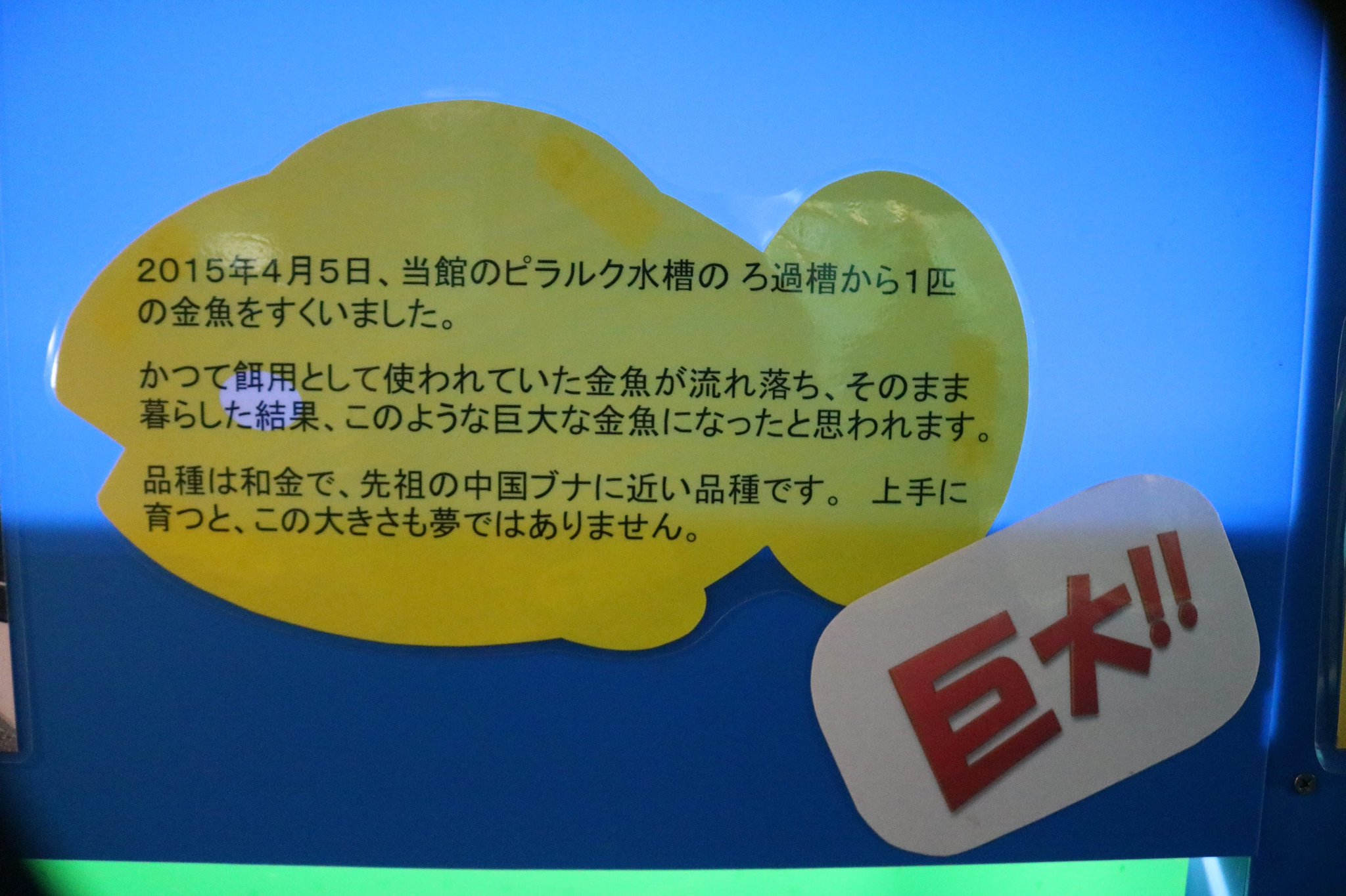 Npo法人 動物解放団体 リブ Animal Liberator 志摩マリンランド エサ にしておいて 生き残ったら それを利用する すくった とあるが 抄った とも 救った とも取れるように記載するところが あざとく浅ましい 水族館らしい 美談力 Npo法人 動物解放団体 リブ Animal Liberator 志摩マリンランド エサ にしておいて 生き残ったら それを利用する すくった とあるが 抄った とも 救った とも取れるように記載するところが あざとく浅ましい 水族館らしい 美談力