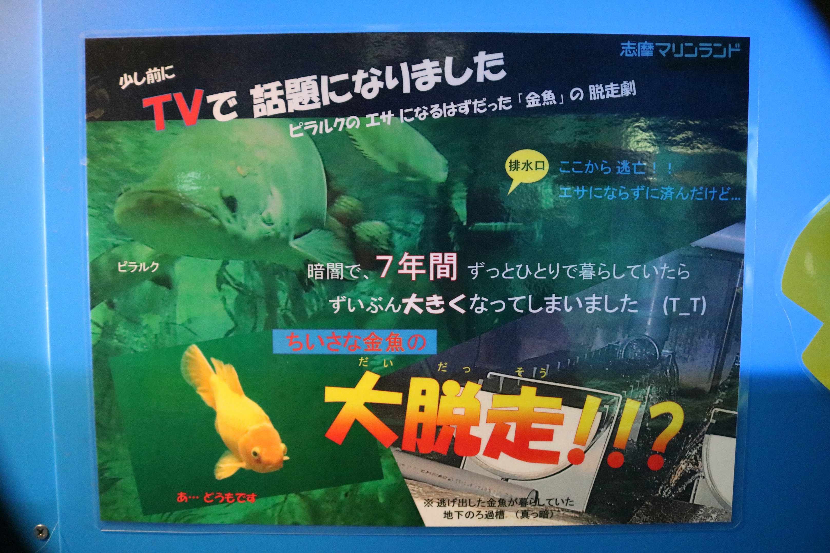 Npo法人 動物解放団体リブ Animal Liberator 志摩マリンランド エサ にしておいて 生き残ったら それを利用する すくった とあるが 抄った とも 救った とも取れるように記載するところが あざとく浅ましい 水族館らしい 美談力