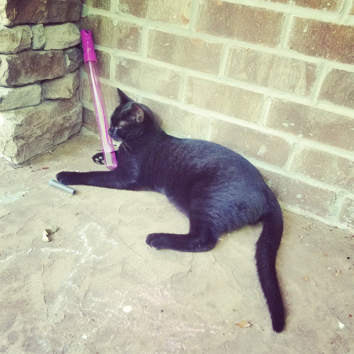 EgcHasford's tweet photo. I'm not sure what he's plotting but when you need #Nerf AND #bubbles...it's got to be serious.

#frontporch #apocalypse #blackcat #mood #fredrik #fredrikeklund #namesake #mondayvibes https://t.co/BEEaanIXpB