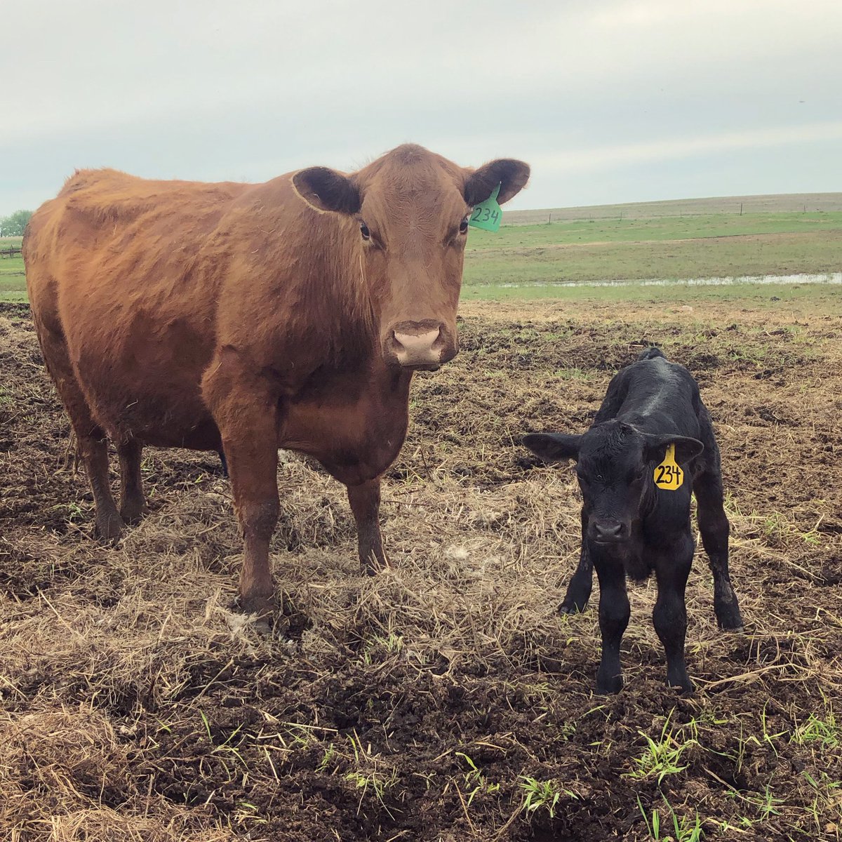 Coop and Poop tweet media