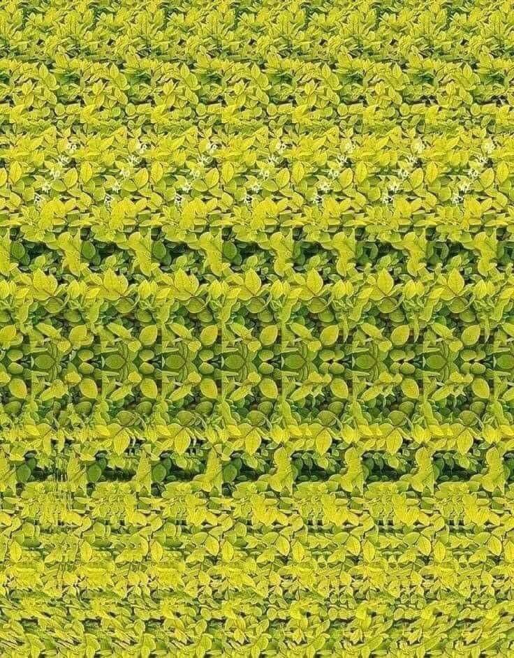 montseil's tweet image. Esta imagen es un estereograma de jirafa, para poder observarla tienen que poner su nariz en la imagen y alejarse lentamente, díganme si lo lograron