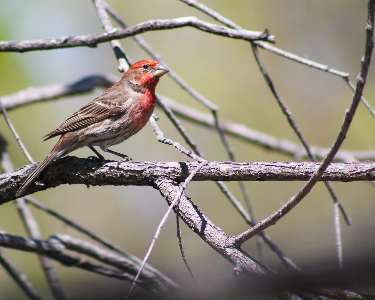 House Finch
#COBirds