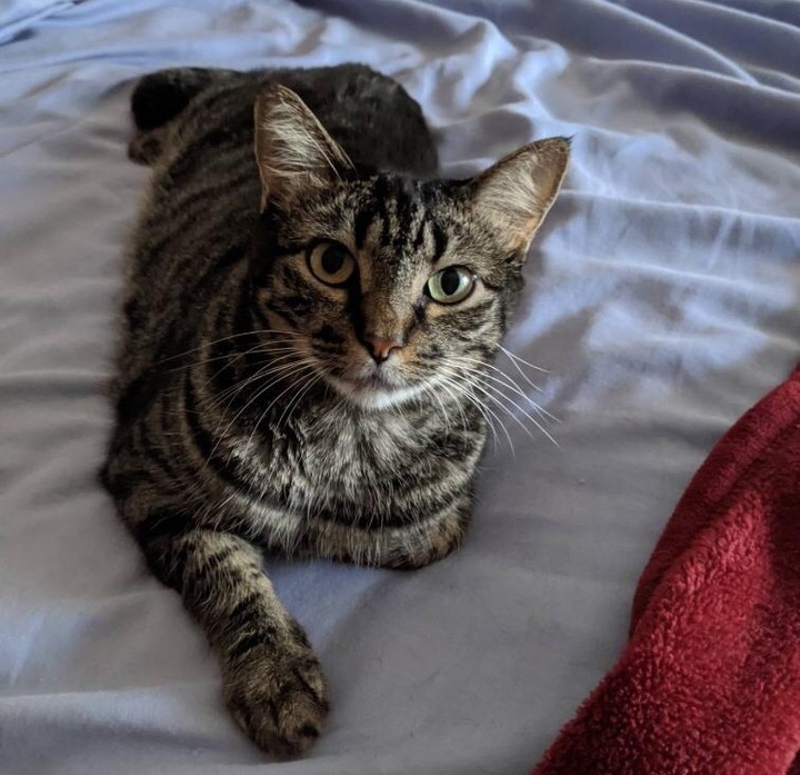 Cats Exclusive tweet media