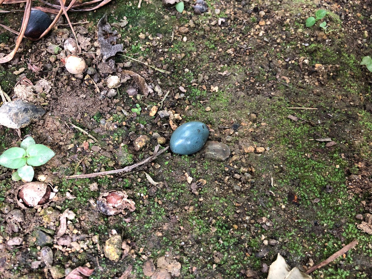 ヒスイカズラアートまとめ