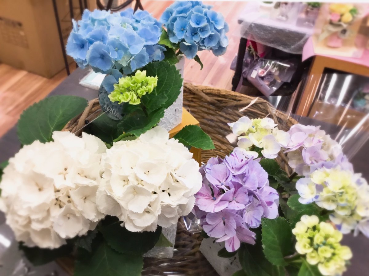こんにちは🍀

本日入荷しましたアジサイのご紹介です🌷

大きすぎどこにでも飾れるかわいいアジサイ🌸

ギフトはもちろんご自宅にもオススメです❗️
色々な種類があるのでお気に入りを見つけて下さい✨

#karendo
#お花
#お花のある暮らし
#アジサイ
#紫陽花
#お花で感謝を伝えよう