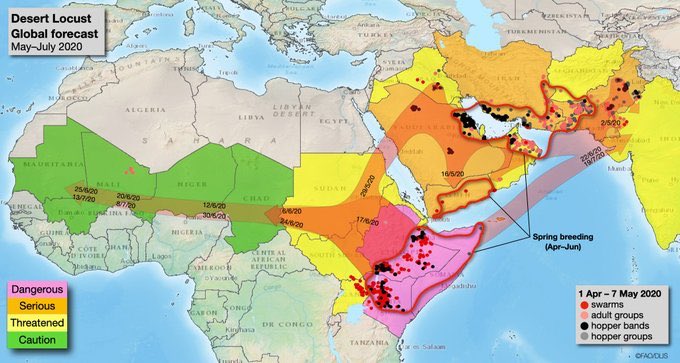 According to forecast of FAO;  #DesertLocust situation remains extremely serious in HornofAfrica, where new generation of swarms are starting to lay eggs, which coincides with the current planting season.So if they have born in record numbers they fly eat to have food. Millions.