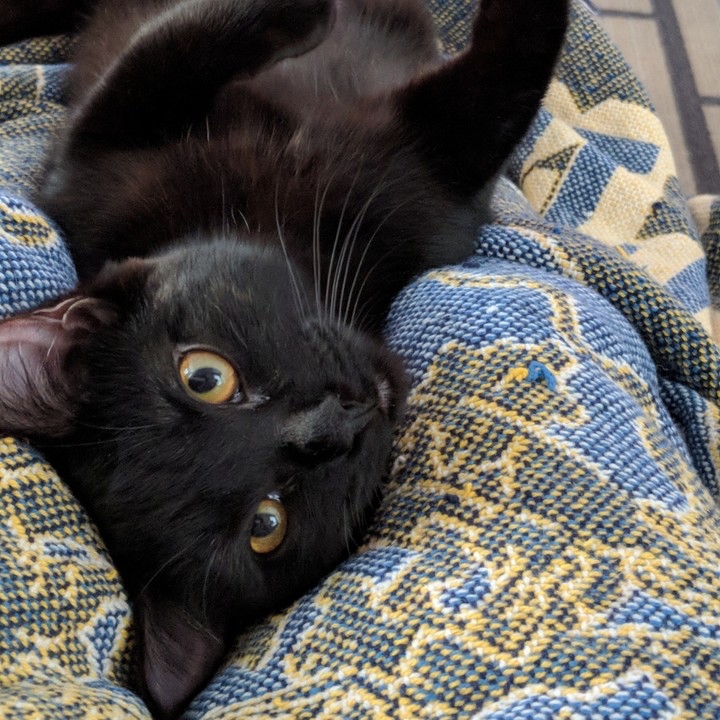 Cats Exclusive tweet media