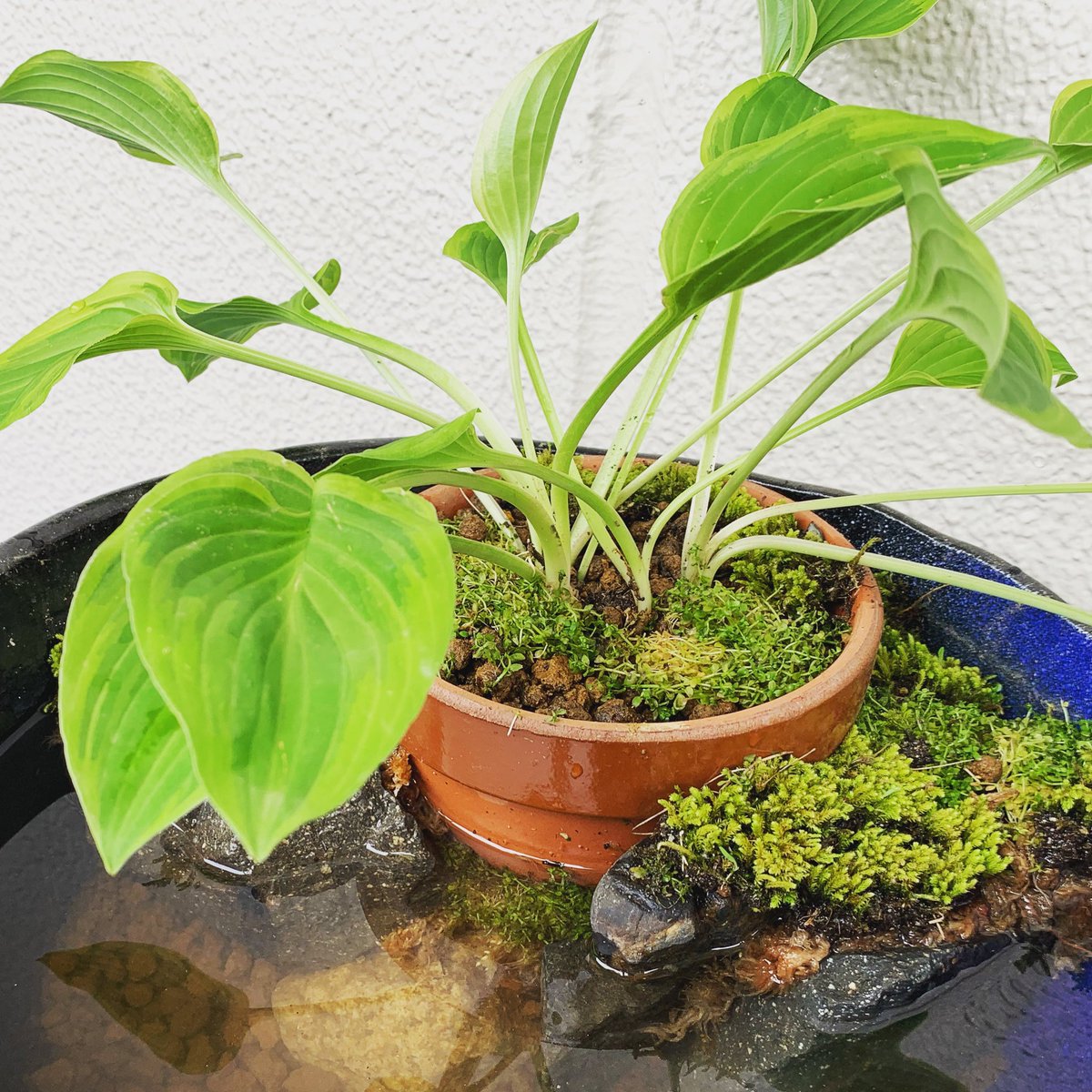 川浪ナミヲ 劇団赤鬼 くたばれコロナ A Twitter 草を植えて苔を置いた 癒しのベランダ睡蓮鉢 にしてもやり方あってんのかな ホスタ ギボウシ 睡蓮鉢 睡蓮鉢ビオトープ