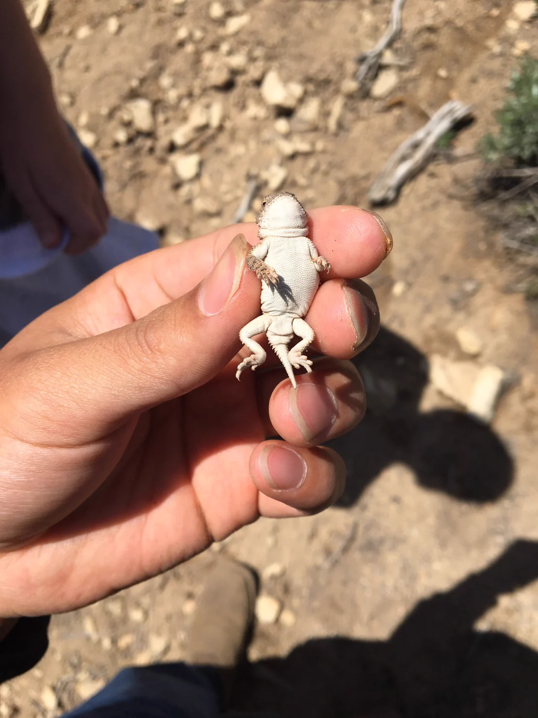 こんなに小さいんだ！！ツノトカゲベビーがめちゃくちゃかわいいｗｗ