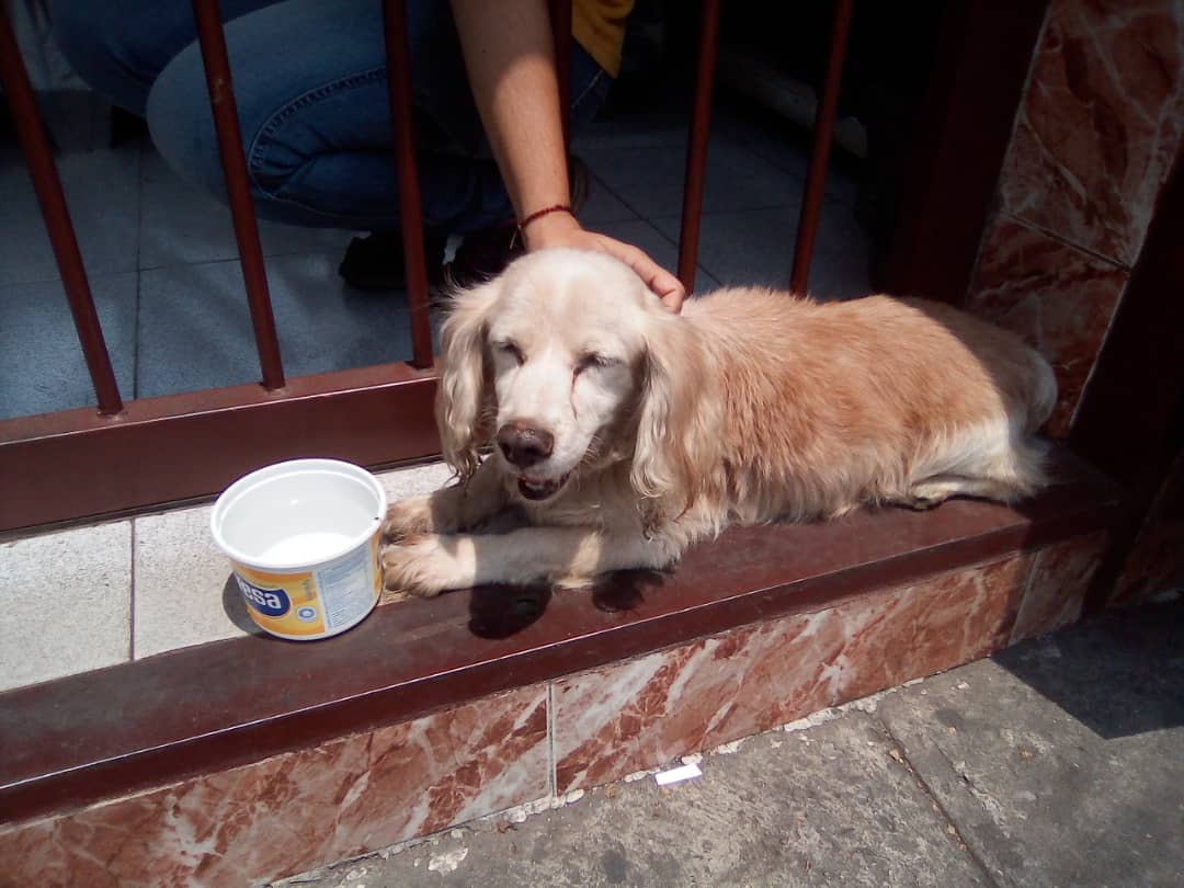 TesoroTesoros's tweet photo. Este perrito párese perdido si saben de su dueño. Se ve muy cuidado y mayor.. Apareció por El Cementerio... https://t.co/nRoep342HN