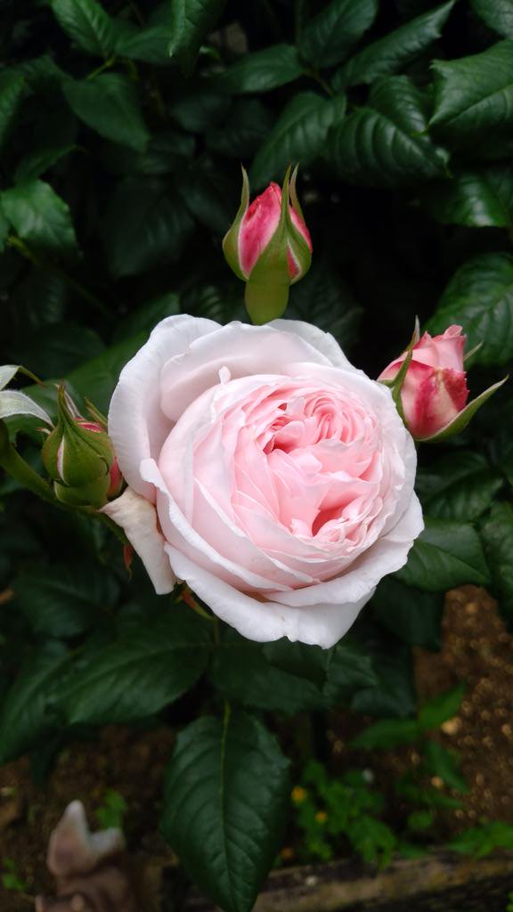 日向 丸朗 525ta2aki Twitter