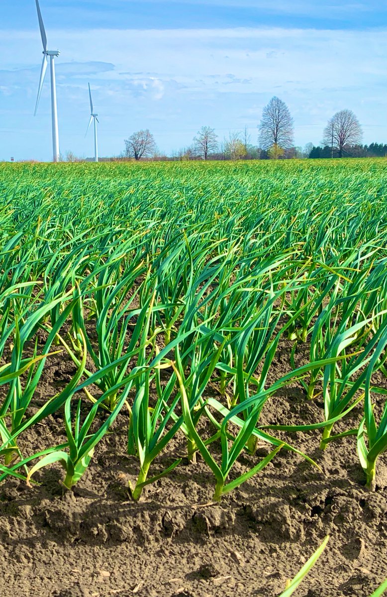 Ontario Garlic crop keeps coming - no rain in South Huron - next on the list, make some rain. #ontag #garlic