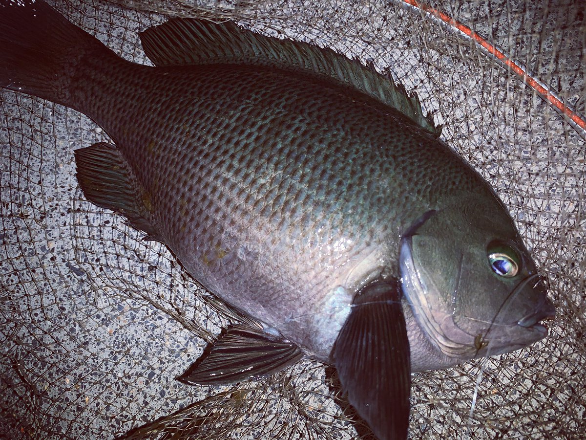 Daidai4949 全然釣れやんくて ボーズと一緒や 釣り 海釣り 夜釣り 波止釣り ウキ釣り エサ釣り フィッシング Fishing 釣り好き 釣りバカ 三重県 伊勢湾 釣果 グレ メジナ クチブト Fishinglife T Co Rooa2afdwn