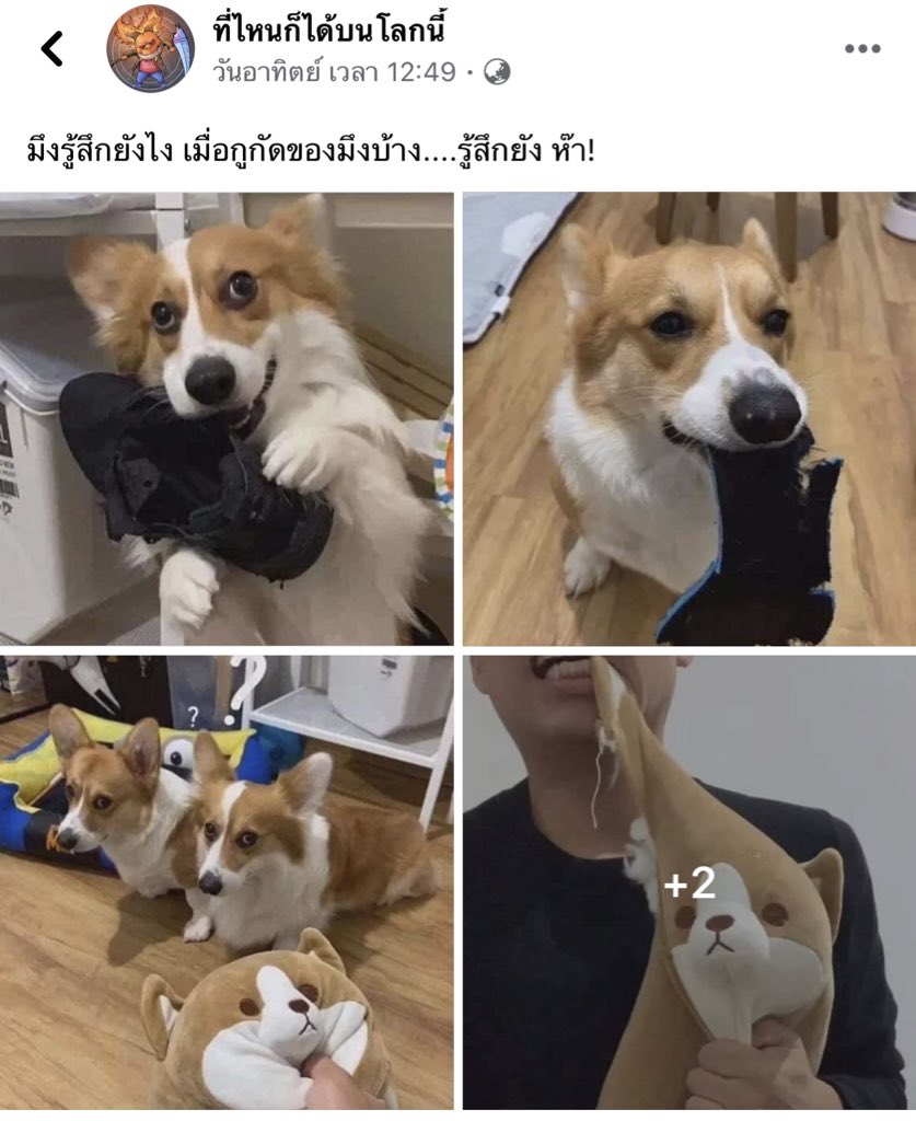 ᴡᴜғᴀɴ ʟᴏsᴇʀ tweet media