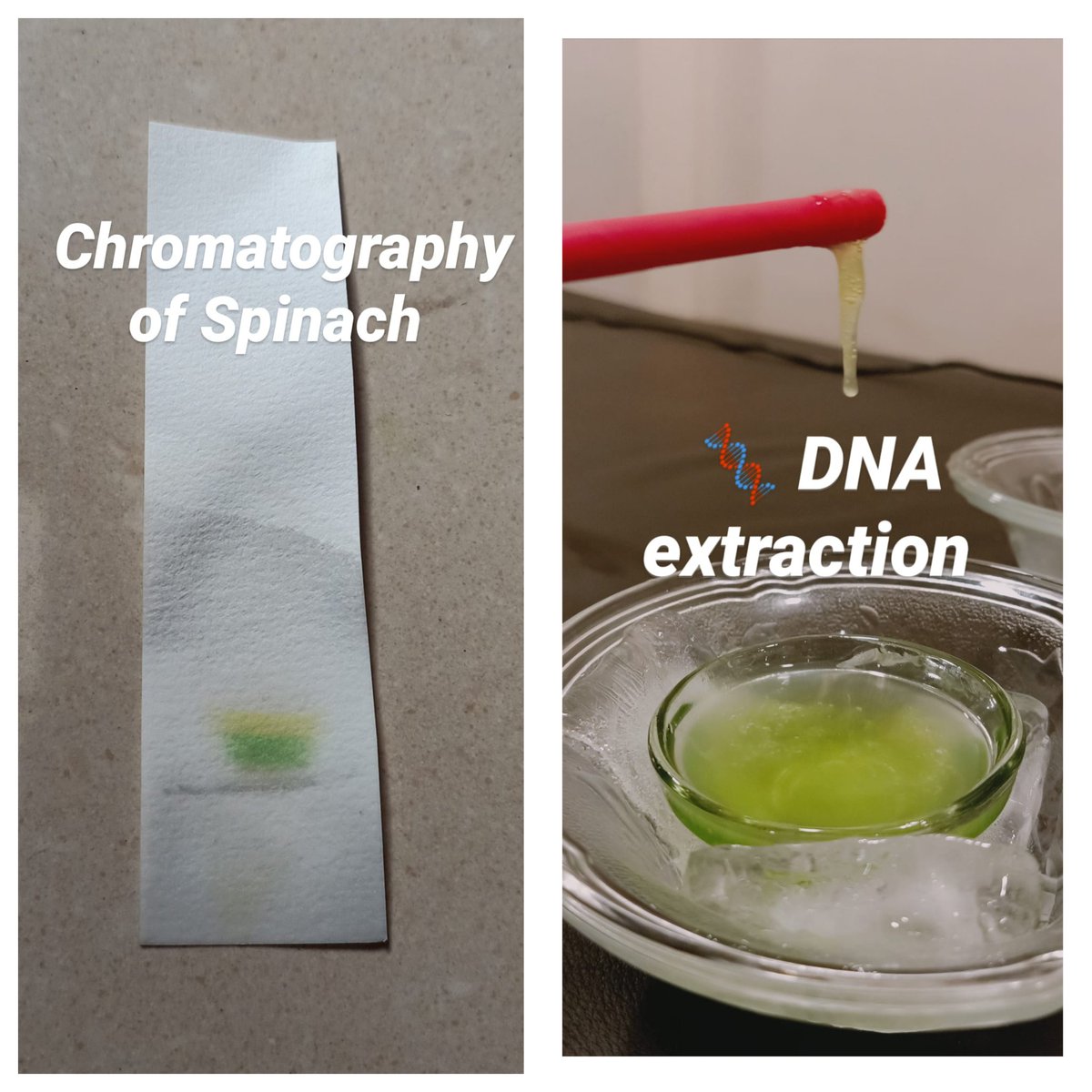 mitali_inamdar's tweet photo. Missing lab? Why not bring lab @ home?
Never too late to stop learning! @sanshodhanindia @theysslab
#homeexperiment
#onlinescience #onlinelearning
#kitchenchemistry
#SciComm #backtoschool
#Science #sciencefromhome #ScienceMatters #Curiosity https://t.co/PMBF2u58dG