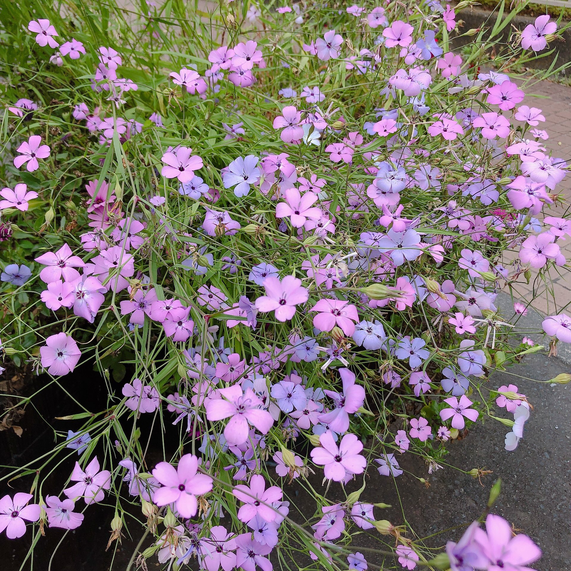 593 V Twitter かわいいお花咲いててんけど このおしべ めしべ がくるくるなんと くるくるじゃないんと なんで違いがあるんやろ めっちゃきれいでかわいかった