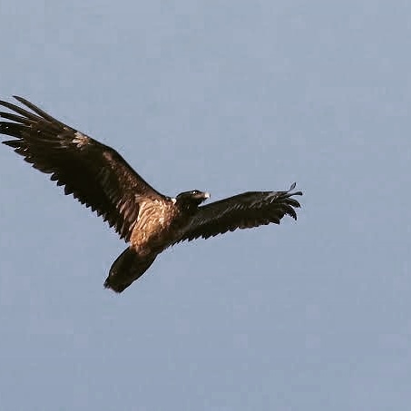 UgandaBirds's tweet photo. Lammergeier also called the bearded vulture . https://t.co/k6kTYamKpl