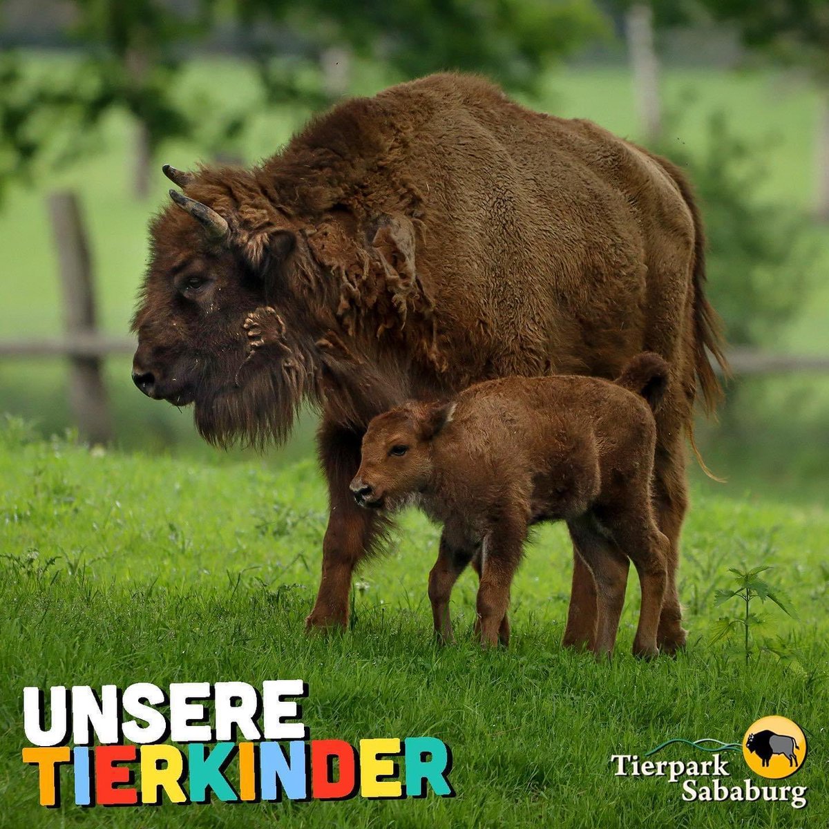 SababurgZoo's tweet photo. Unsere Tierkinder -Wisente
https://t.co/uslEauf70x https://t.co/G9ozvkeFaF