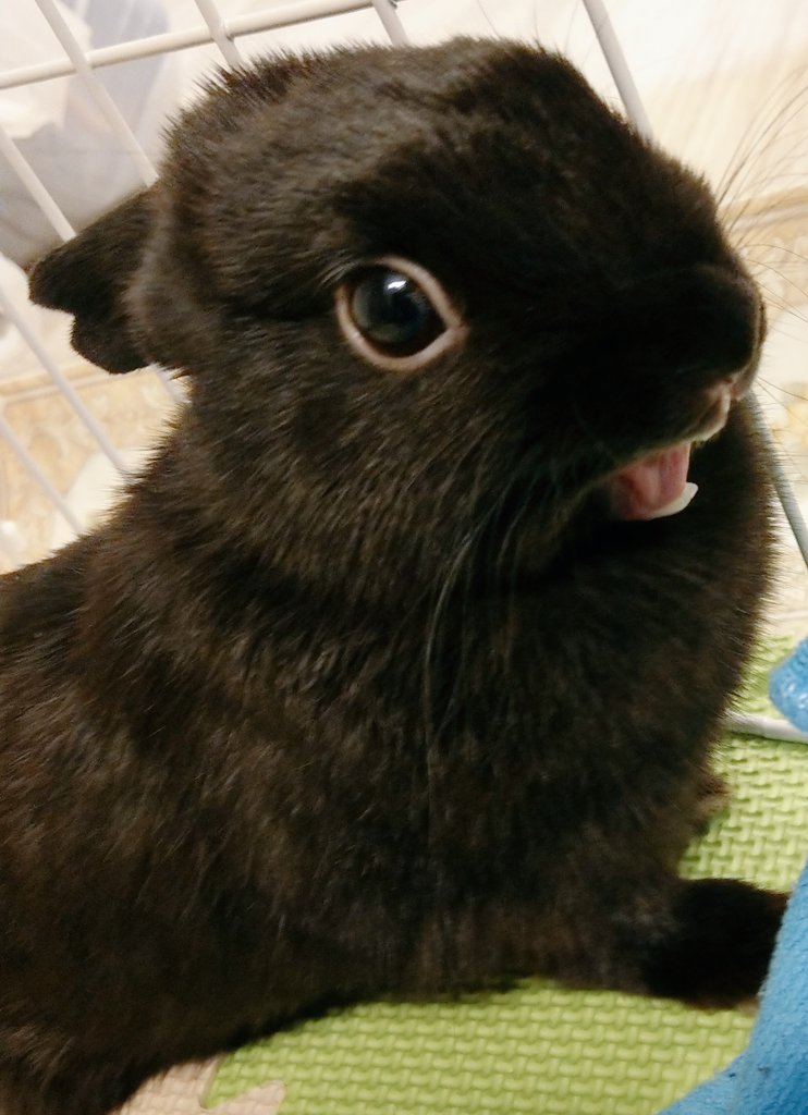 うさぎの自己紹介 うさぎの自己紹介