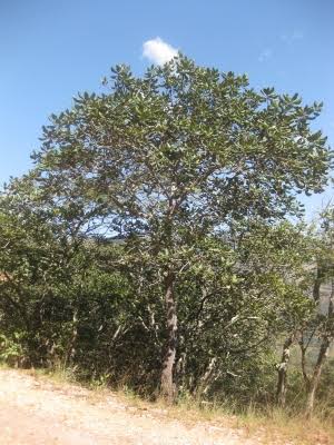 NdayMagloire's tweet photo. la forêt de Miombo est riche en #biodiversité
la déforestation massive de celle-ci pourrait provoquer la disparition de cette espèce. Uapaca Kirkiana masuku
photo : Ton Rulkens #savethemiomboforest #fornature #WED2020 #biodivercity #endageredspecies #UNenvironement #forest #forêt https://t.co/vimcUOKgTh