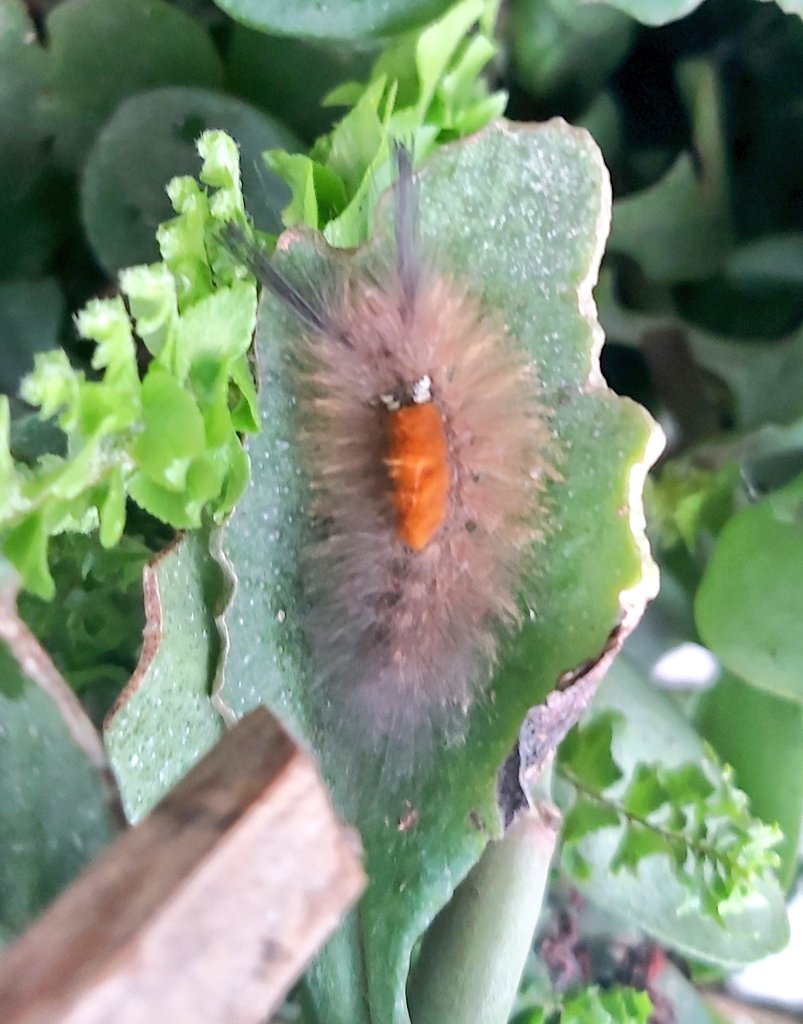SubechaR's tweet photo. I'm allergic to everything that crawls and just seeing this #caterpillar while rearranging the flower pots sent me to #allergyhell but cannot ignore the beauty of this tiny being.
#QuarantineLife #bugsinyourbackyard #metamorphosis #circleoflife https://t.co/gwKPYhDkVd