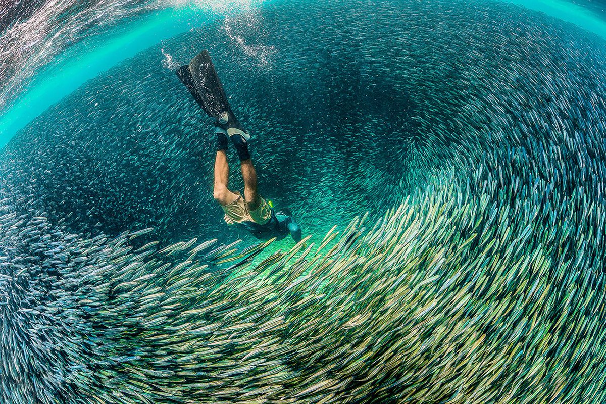 Zo ziet een grote school vissen eruit in defensieve formatie.