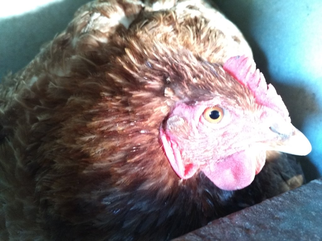 leplateaubio's tweet photo. J'ai du expliquer à ma poule qu'elle a beau vouloir couver ça ne marchera pas... Celle-ci c'est clair elle aurait fait une bonne mère ! #pondeuse #élevage #bio https://t.co/UfJJlb4LDO