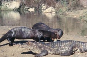 The Giant River Otter is also native to Guyana. As captured in the pictures they have been known to fight and eat Caiman!