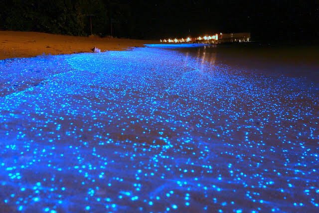 jjjryoma's tweet photo. 今日、茅ヶ崎の海に赤潮が出てたので、もしかしたら数日中に湘南で夜光虫が見られるかもしれませんよー。海のエレクトリカルパレード。楽しみっす。 https://t.co/RjM5epRiMV