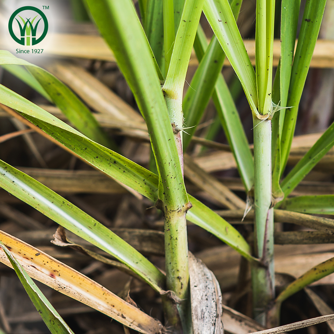 sa_canegrowers's tweet photo. #Sugarcane #growers in #Sezela have had great success using #speedlings –stick cane transplants that are treated with hot water for 2 hours to kill bacteria that causes ratoon stunting disease. https://t.co/OAm6tQNEKY