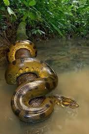 The Giant Anaconda, averaging around 17 feet with some reaching 30 feet these are snakes you don’t wish to get near