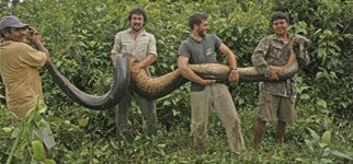 The Giant Anaconda, averaging around 17 feet with some reaching 30 feet these are snakes you don’t wish to get near