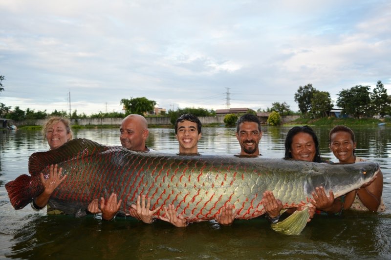 The Araprima is the world’s largest species of freshwater scaled fish and you may be lucky to find this too in Guyana however don’t expect to be able to carry it by yourself...
