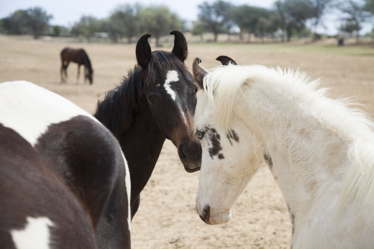 Equestrio tweet media