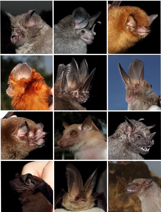 1 #WBTC1 #BatLand2 Habitat loss is major threat to biodiversity and has direct implications on #EcosystemHealth #bats good model organisms: >1400 spp., ecosystem functions #pollination #seeddispersal -> reaction to habitat fragmentation often species/guild-specific