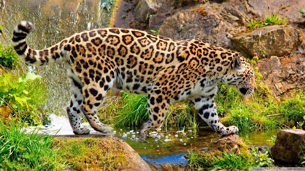 The Jaguar - the largest species of big cat and the Capybara - the largest rodent in the world are also native closer towards the Amazon river