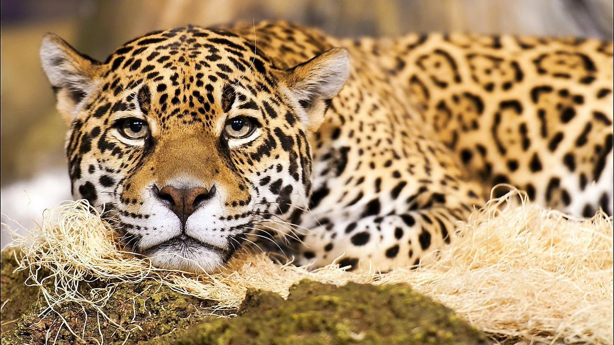 The Jaguar - the largest species of big cat and the Capybara - the largest rodent in the world are also native closer towards the Amazon river