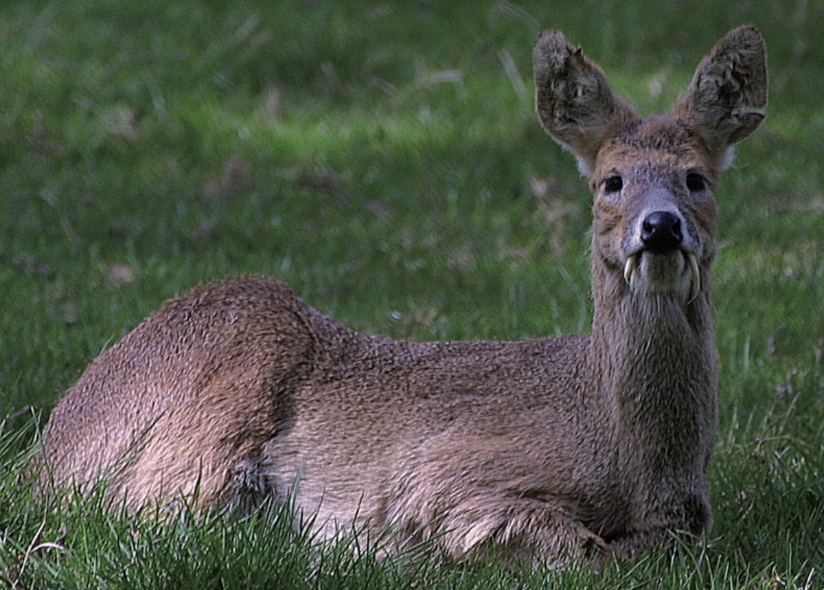 Chinese water deer, aka vampire deer, have elongated fang-like tusks in place of the antlers of most deerPresent in both sexes but more pronounced in males, these tusks serve the same purpose as antlers, being used in territorial displays/defence against other males #DraculaDay