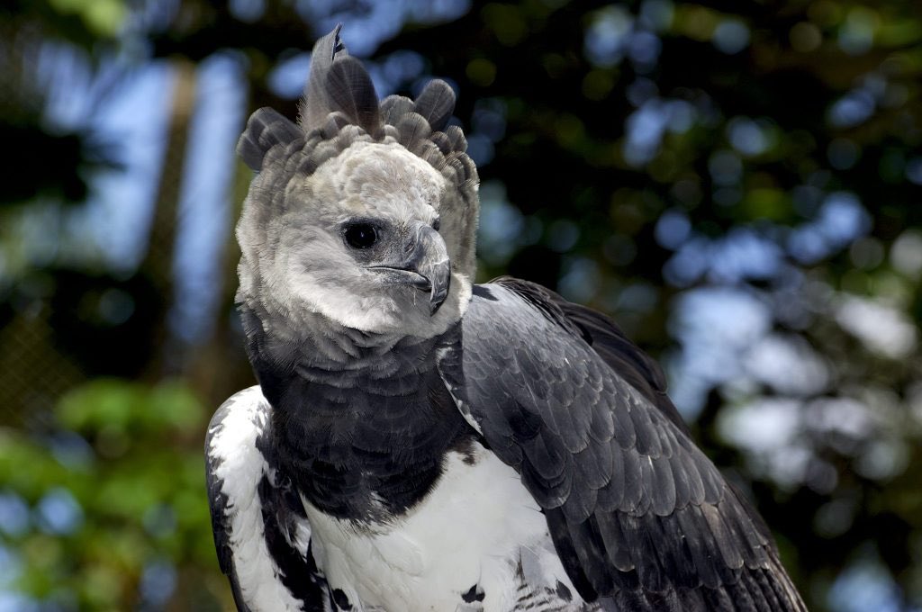 Guyana is home to one of the biggest species of Eagle - the Harpy Eagle. Extremely rare but just massive. Its wingspan can reach up to 6’6” (2m)