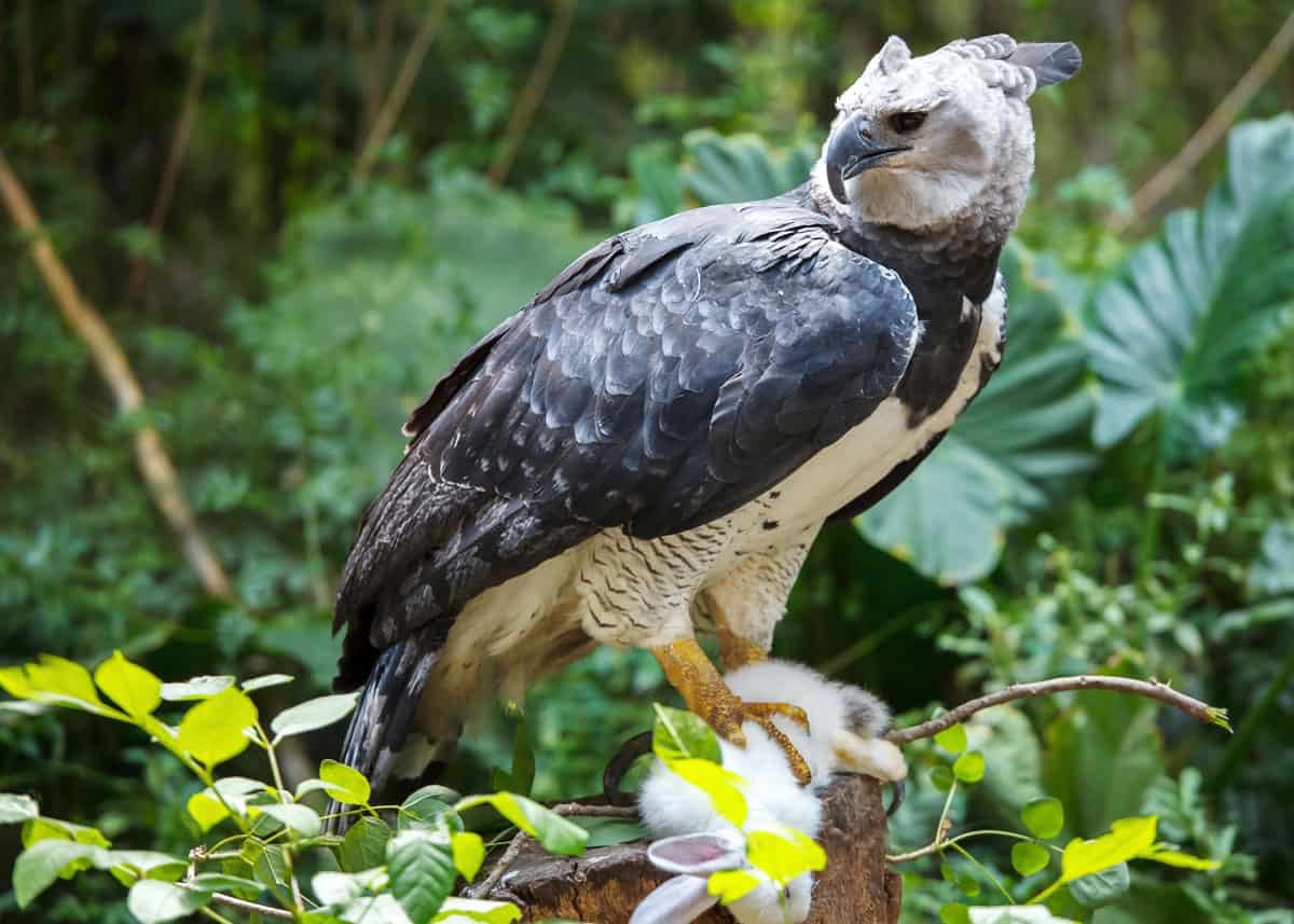 Guyana is home to one of the biggest species of Eagle - the Harpy Eagle. Extremely rare but just massive. Its wingspan can reach up to 6’6” (2m)