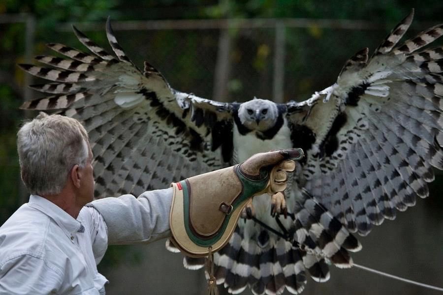 Guyana is home to one of the biggest species of Eagle - the Harpy Eagle. Extremely rare but just massive. Its wingspan can reach up to 6’6” (2m)