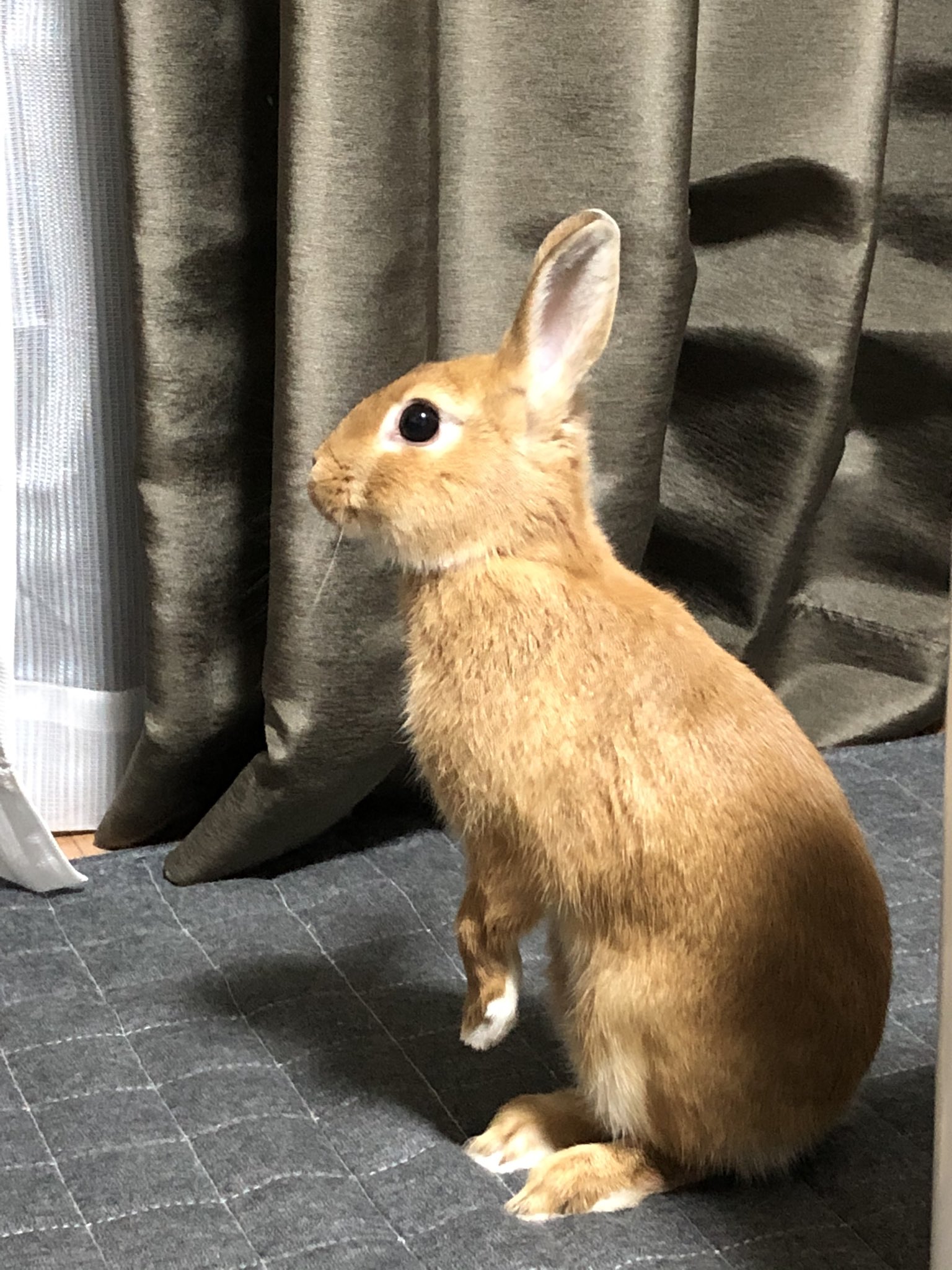 うさぎの自己紹介 Twitter Search Twitter