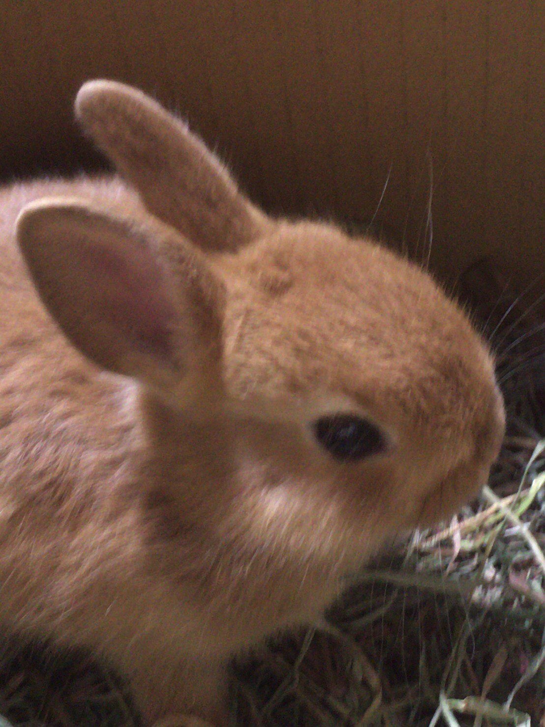 うさぎの自己紹介 Twitter Search Twitter