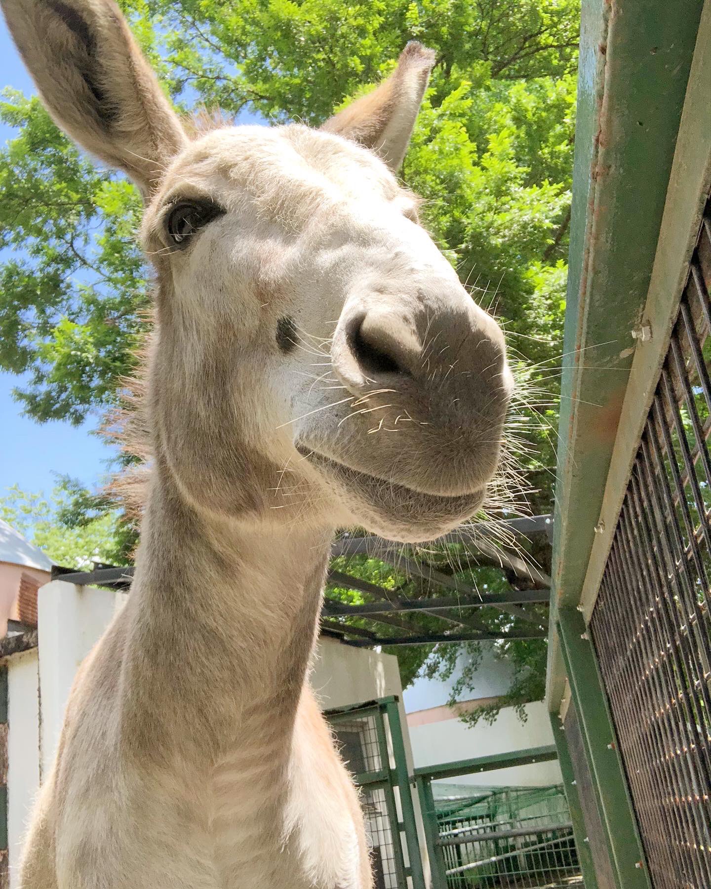 羽村市動物公園 ロバのエマは色素薄い系の美人さんです それでいて人懐っこい 可愛い 木の上を見て 何やら考えている様子でした 葉っぱが食べたかったのかな 羽村市動物公園 ロバ エマ 休園中の動物園水族館