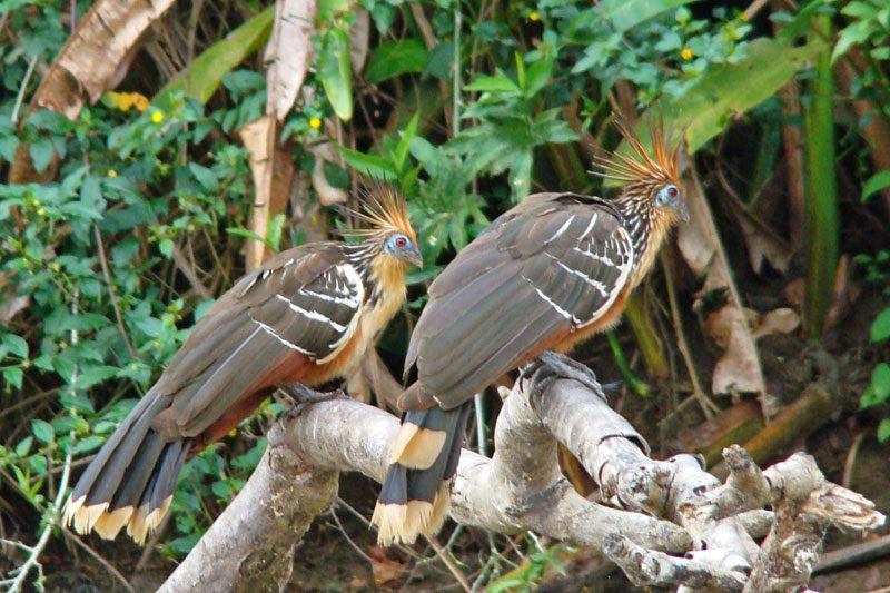 Rounding up the animal portion of this thread with the Giant Anteater and the Canje Pheasant (or Hoatzin) our National Bird. Notes ke for their bright face and their chicks having claws on two of their wing digits