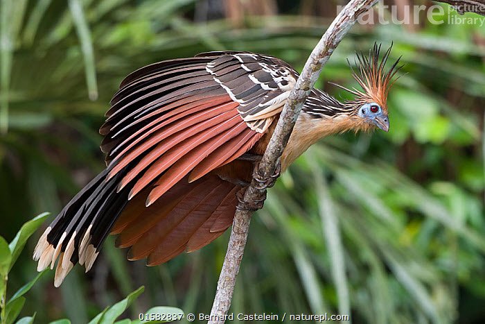 Rounding up the animal portion of this thread with the Giant Anteater and the Canje Pheasant (or Hoatzin) our National Bird. Notes ke for their bright face and their chicks having claws on two of their wing digits