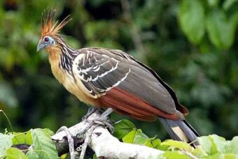 Rounding up the animal portion of this thread with the Giant Anteater and the Canje Pheasant (or Hoatzin) our National Bird. Notes ke for their bright face and their chicks having claws on two of their wing digits