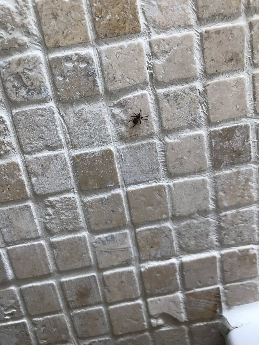 Hi <a href="/BritishSpiders/">BAS</a>, it’s a bit tricky to see colourings on this, but would you say it’s a male Steatoda?