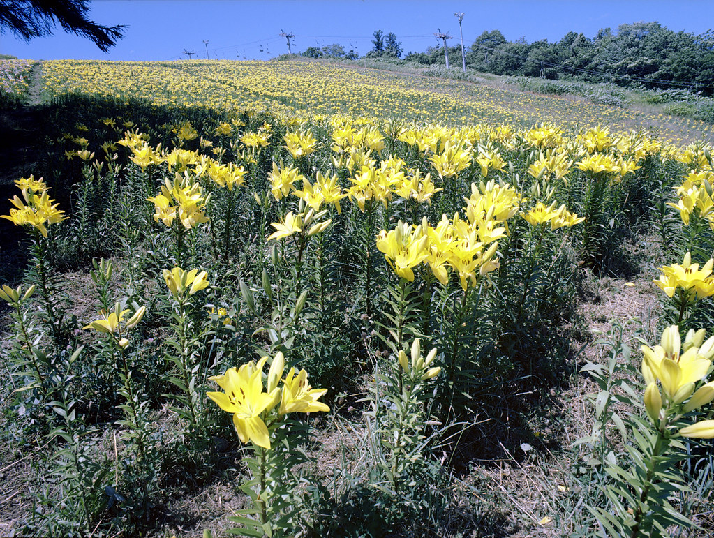 オーンズ春香山ゆり園