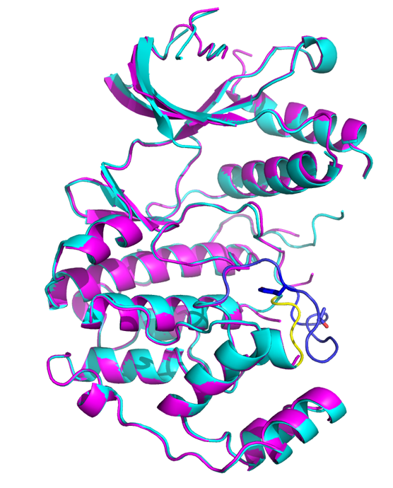 Checkout our recent ms on how a bacterial metalloprotease effector discriminates between host MAPKs….
jbc.org/content/early/…
Bacteria are so smart…😆.....